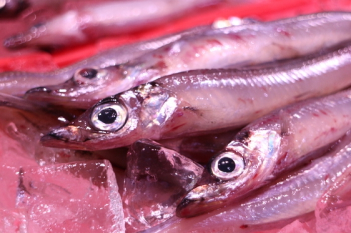 魚太郎ピチピチブログ 脂のってます 沖ギスが旨い 知多半島の魚貝類 鮮魚から干物まで直送する 魚太郎