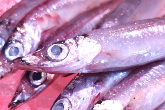 魚太郎ピチピチブログ お腹ふっくら 朝獲れの沖ギス 知多半島の魚貝類 鮮魚から干物まで直送する 魚太郎