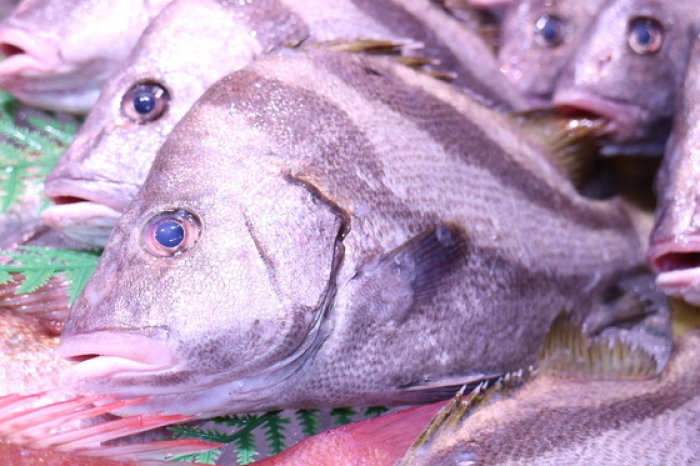 魚太郎ピチピチブログ ひげそり鯛 お刺身で旨い 知多半島の魚貝類 鮮魚から干物まで直送する 魚太郎