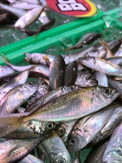 初夏が旬の豆鯵（まめあじ）！丸ごと食べられます！