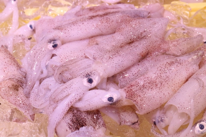 魚太郎ピチピチブログ 地物ヒイカが旨い 刺身でどうぞ 知多半島の魚貝類 鮮魚から干物まで直送する 魚太郎