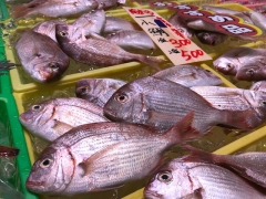 小鯛が豊漁！夏は酢漬けで決まり！