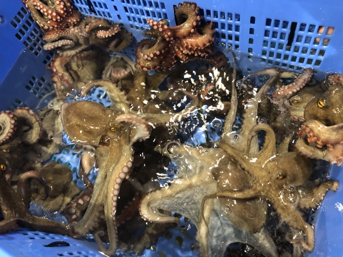 魚太郎ピチピチブログ 夏が旬 南知多産 真たこ 知多半島の魚貝類 鮮魚から干物まで直送する 魚太郎