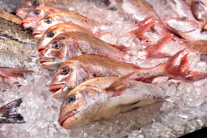 魚太郎ピチピチブログ 成人の日 縁起の良い魚はやっぱり真鯛 知多半島の魚貝類 鮮魚から干物まで直送する 魚太郎