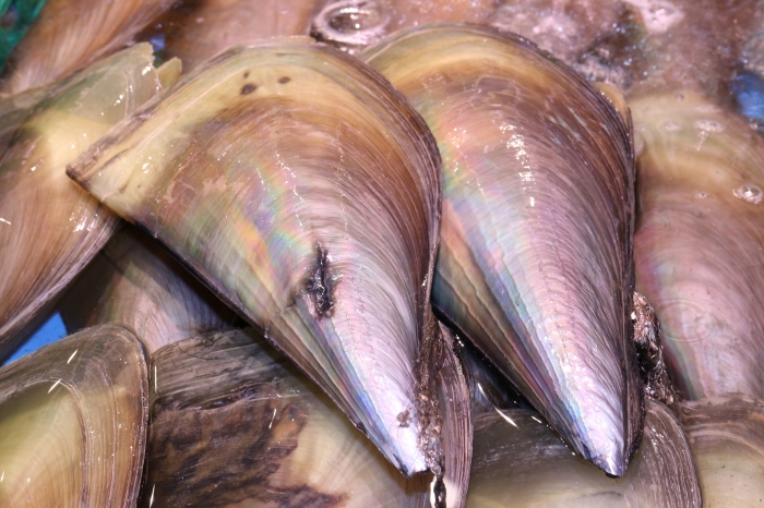 高級貝 平貝(タイラガイ) 花咲かタイムズで紹介されました!