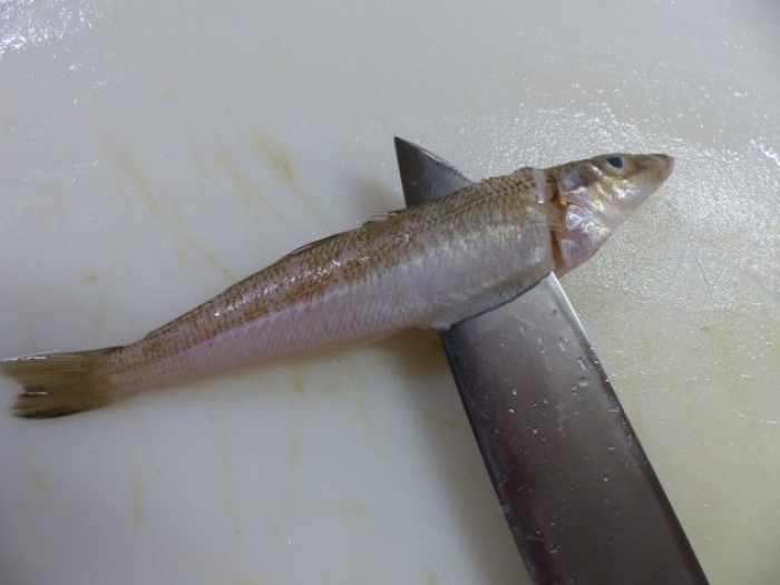 魚太郎ピチピチブログ 手間がかかるが旨い小魚 南知多産キスが大漁です 知多半島の魚貝類 鮮魚から干物まで直送する 魚太郎