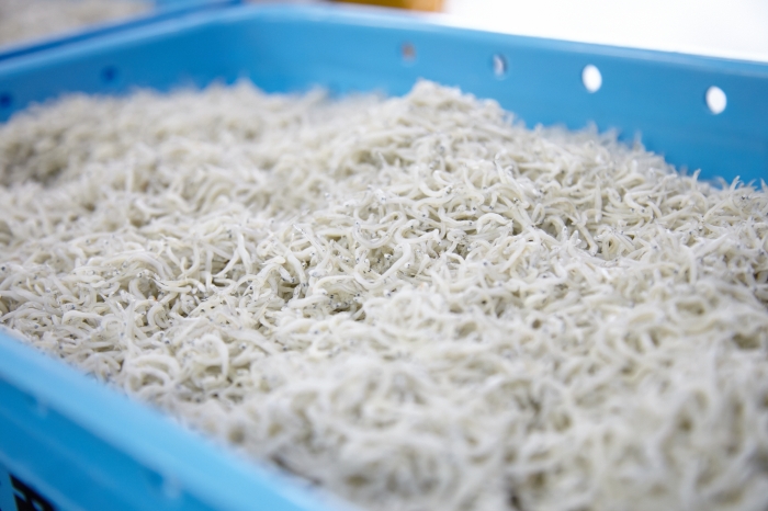 南知多は全国有数の名産地! 春のしらす漁始まってます