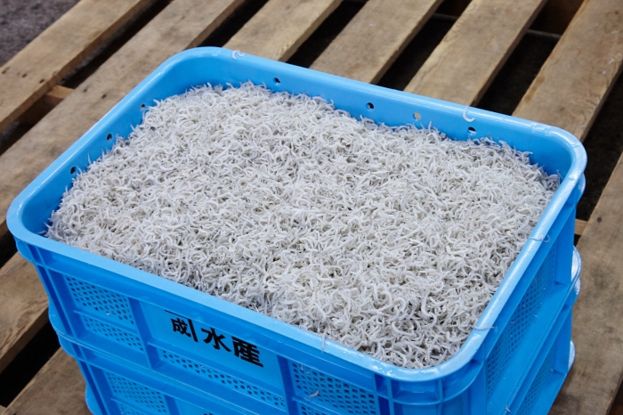 南知多は全国有数の名産地! 春のしらす漁始まってます