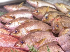 俺たち魚屋の大好物！この季節が待ち遠しい！梅雨イサキ