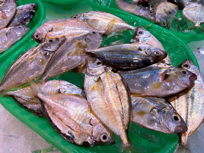 漁師の大好物 知多半島の夏を代表する小魚 ゼンメ です 煮つけ最高 魚太郎ピチピチブログ 知多半島の夏を代表する小魚 ゼンメ 知多半島の魚貝類 鮮魚から干物まで直送する 魚太郎