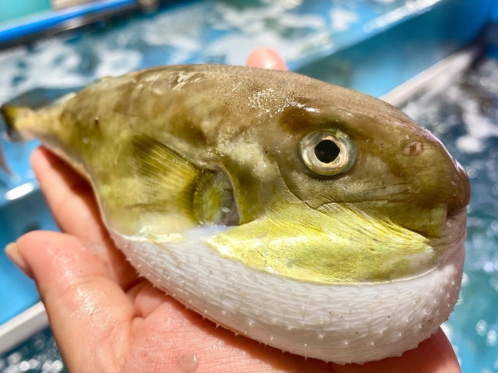 サバフグ 天然河豚 鍋 唐揚げ絶品 自家製ひものも 魚太郎ピチピチブログ 南知多で沢山水揚げさせてます 地物サバフグ 知多半島の魚貝類 鮮魚から干物まで直送する 魚太郎