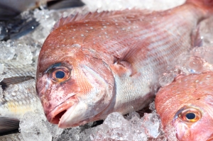 南知多産 活〆天然真鯛 (~14:00までの限定販売、即発送!)