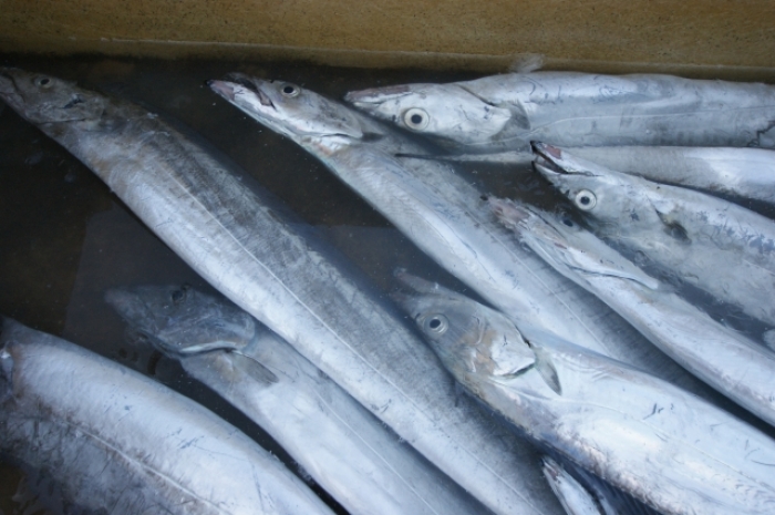 天日干し　太刀魚醤油みりん干し（真空パック）