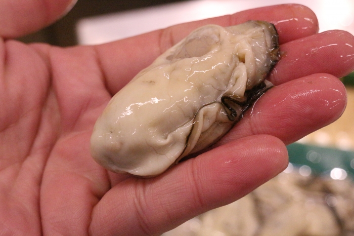 播磨灘産　生食用むき牡蠣