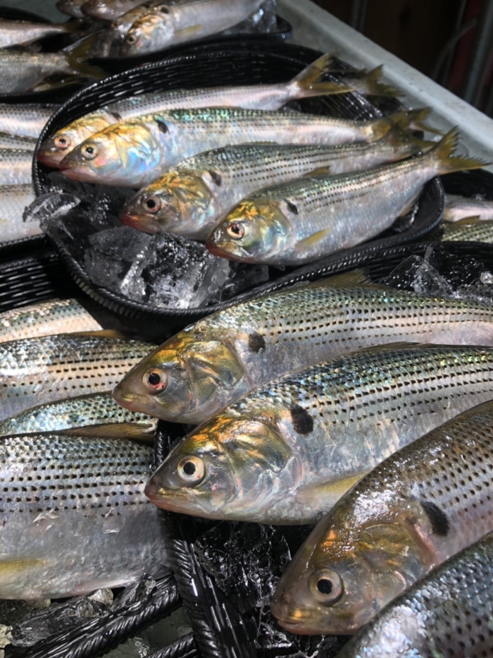 南知多産 コノシロ 14 00までの限定販売 即発送 鮮魚 知多半島の伊勢湾 三河湾の朝獲れの魚貝類 鮮魚から干物を直送する魚太郎の通販 ページです