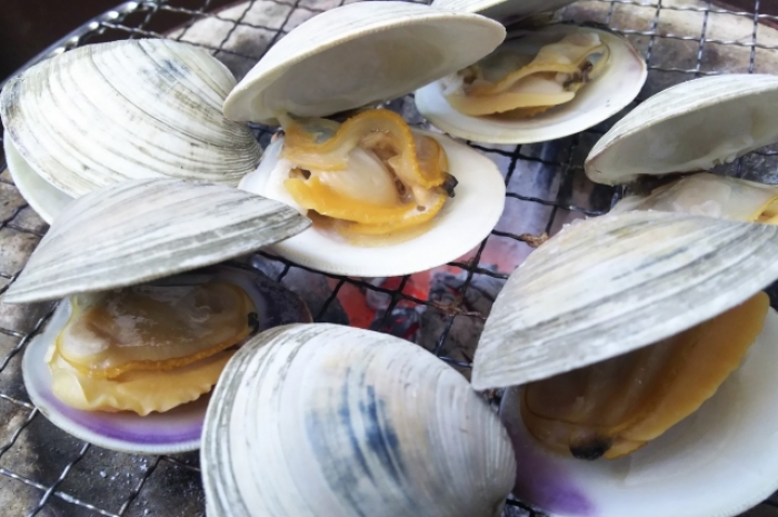 q 活 白はまぐり５個 貝類 知多半島の伊勢湾 三河湾の朝獲れの魚貝類 鮮魚から干物を直送する魚太郎の通販ページです