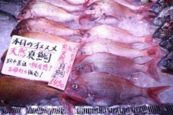 南知多産！特大真鯛が超お値打ち！