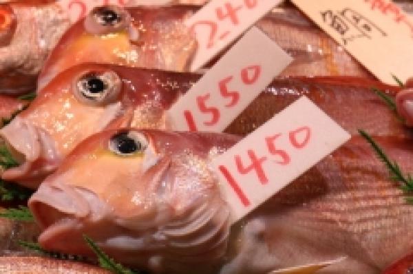 高級魚で有名！地物の甘鯛入荷しました！