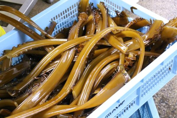 冬の知多半島 旬の海藻に変化