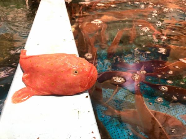 キモかわ?ブサかわ?【ミドリフサアンコウ】と紹介する鮮魚