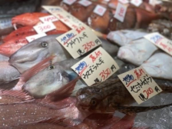 へんな魚!でも鮮度抜群!美味しく食べて!