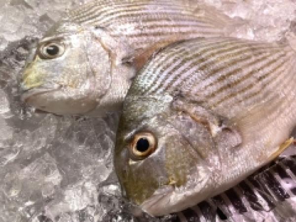 魚屋の大好物マナジを塩焼きで食べる！！