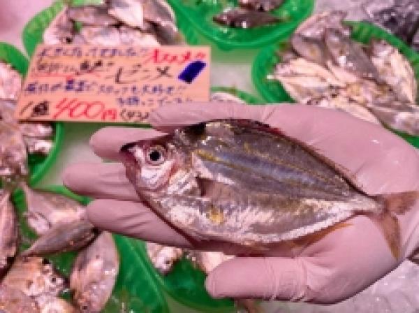 知多半島の夏を代表する小魚『ゼンメ』